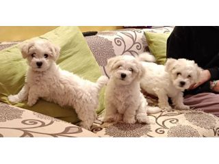 Cuccioli bichon frisee