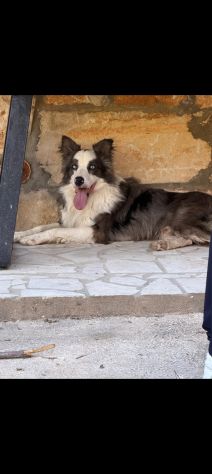 Cuccioli di Border collie - Foto 8