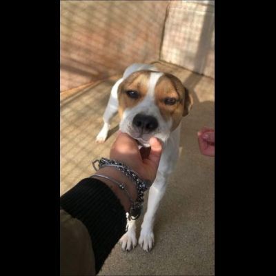 CAIO, cerca salvezza dal canile, cane in adozione tg medio piccola - Foto 6