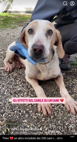 THEO IMPAURITO DAL CANILE CANE IN ADOZIONE - Foto 4