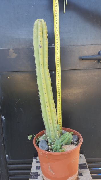 Cactus Piante Grasse - Trichocereus Pachanoi - Foto 2