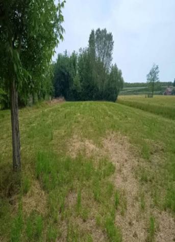 Immobile in asta di 237 m² con più di 5 locali in vendita a Calto - Foto 3