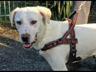 LOLLO, splendido cucciolone incrocio labrador