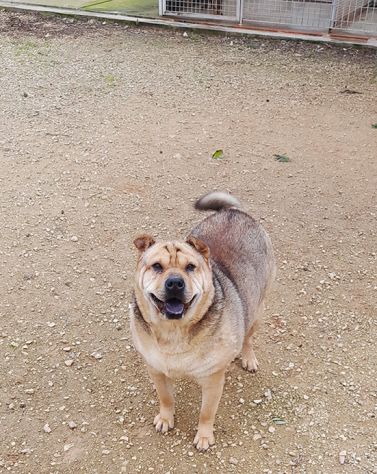 Margot, stupenda mix shar pei in adozione - Foto 4