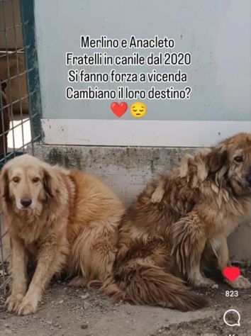 MERLINO E ANACLETO FRATELLI INSEPARABILI CANI IN ADOZIONE DI COPPIA