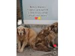 MERLINO E ANACLETO FRATELLI INSEPARABILI CANI IN ADOZIONE DI COPPIA