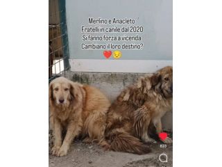 MERLINO E ANACLETO FRATELLI INSEPARABILI CANI IN ADOZIONE DI COPPIA