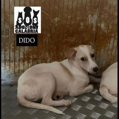 CUCCIOLI IN ADOZIONE - Foto 3