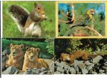 Anni '60 / '90 N 20 CARTOLINE ANIMALI N 12 NUOVE N 8 VIAGGIATE