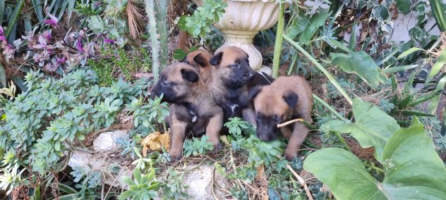 Cuccioli Allevamento Pastore Belga Malinois con pedigree ad Avellino