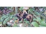 Cuccioli Allevamento Pastore Belga Malinois con pedigree ad Avellino