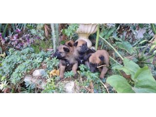 Cuccioli Allevamento Pastore Belga Malinois con pedigree ad Avellino