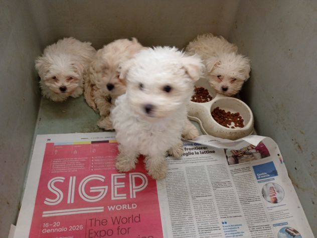 Cucciolata Maltese taglia piccola