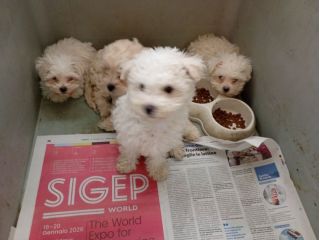 Cucciolata Maltese taglia piccola
