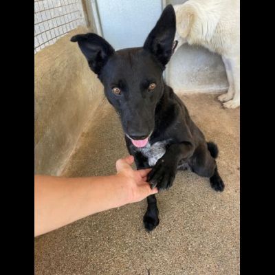 EBONY CATTURA IL CUORE CANE IN ADOZIONE - Foto 3