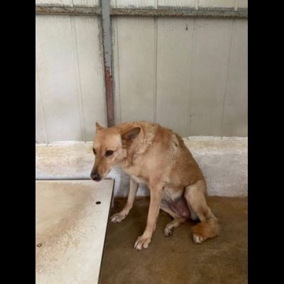 ROSITA ADDOLORATA PRIVATA DELLA LIBERTÀ CANE IN ADOZIONE - Foto 3