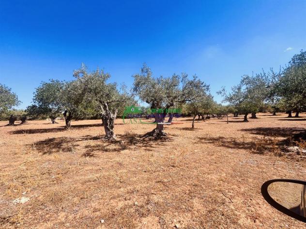 Rif: 2638 - Terreno Agricolo con Uliveto e Carrubeto – 1.950 mq
