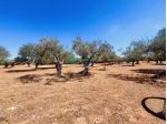 Rif: 2638 - Terreno Agricolo con Uliveto e Carrubeto – 1.950 mq
