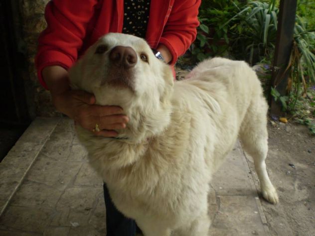 TOMMY, il gigante buono - Foto 5