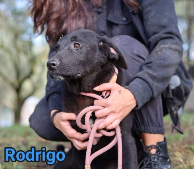 CUCCIOLI IN ADOZIONE RODRIGO ABBONDIO