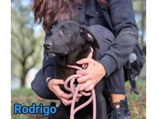 CUCCIOLI IN ADOZIONE RODRIGO ABBONDIO