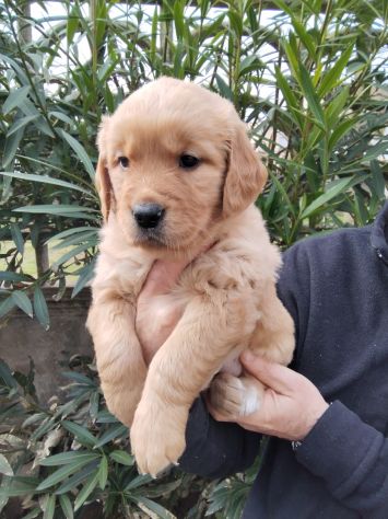 Cuccioli Golden Retriever alta genealogia - Foto 3