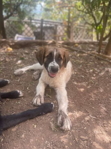 Lillino cucciolo - Foto 4