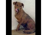 HOLLANDE, SPAVENTATA DAL CANILE CAGNOLINA IN ADOZIONE