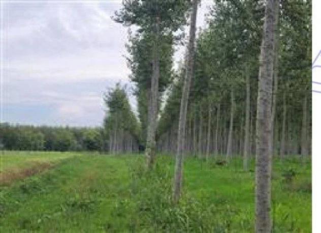 Immobile in asta di 8910 m² in vendita a Bagnaria Arsa - Foto 3