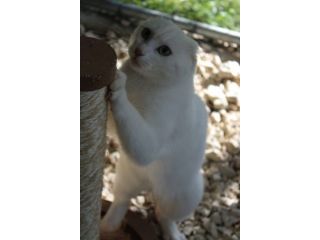 Meringa gattina , adozione del cuore