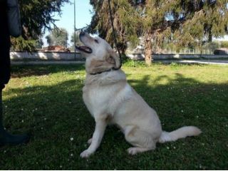 ANTONIA, bella mix labrador