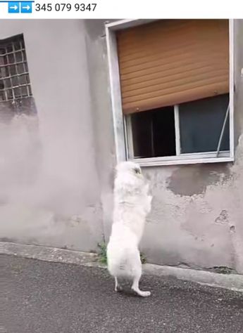 PASQUALE MERAVIGLIOSO; CANE IN ADOZIONE - Foto 3