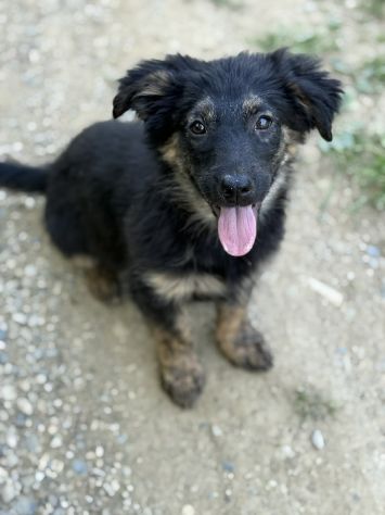 VANA, cucciola coccolosissima! TG MEDIO PICCOLA - Foto 2