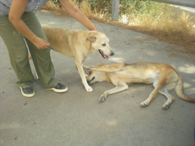 COMUNE, dolce mix labrador URGENTE - Foto 3