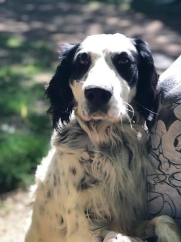 CEDRIC, SETTER INGLESE, UNA MERAVIGLIA CHE CERCA CASA, CANE IN ADOZIONE - Foto 9