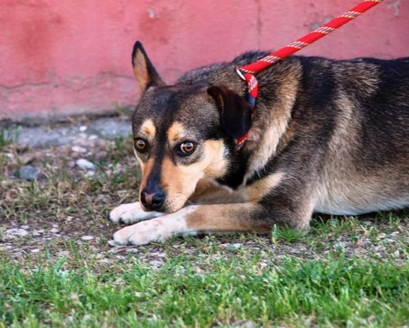Severino....guardate i suoi occhi - Foto 3