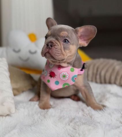 BULLDOG FRANCESE - BOULEDOGUE CUCCIOLI BLU TAN  pag agevolato - Foto 2