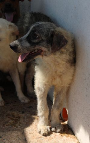 MAMMOLO 3 ANNI - Foto 4