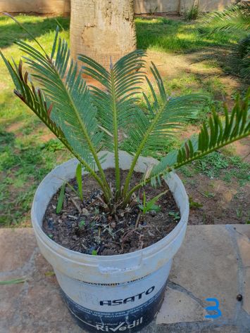 Cycas (varie misure) - Foto 4