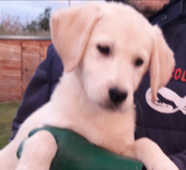 Cuccioli di Labrador con pedigree - Foto 5