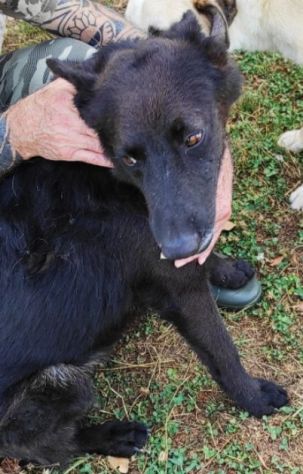 CAGNOLINO CERCA CASA, ALBERTO TAGLIA MEDIO CONTENUTA - Foto 6