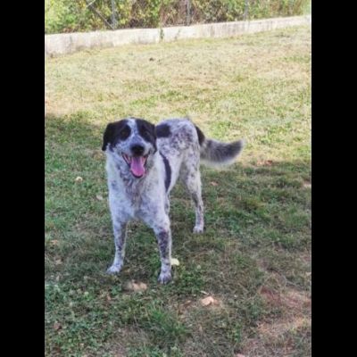 GENTILE E DISCRETO CAGNOLINO IN ADOZIONE - Foto 4