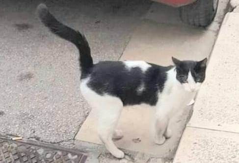 Boris bel gattone affettuoso e coccolone - Foto 2