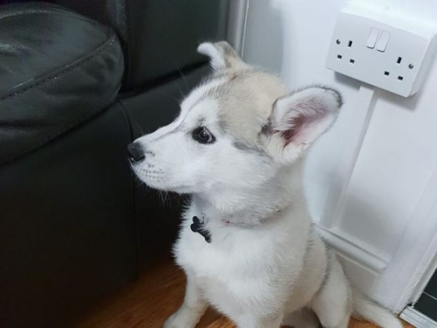 Regalo Cuccioli di siberian husky - Foto 4