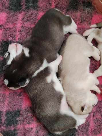 Cuccioli di Siberian Husky - Foto 7