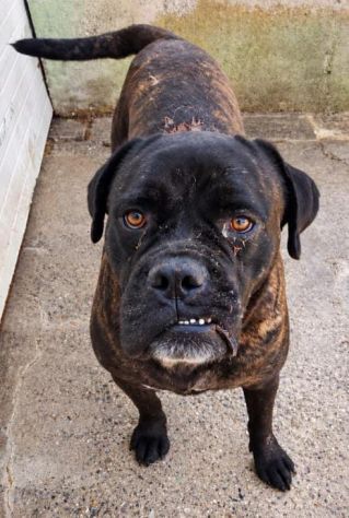 ERCOLE CANE CORSO TIGRATO 7 ANNI - Foto 2