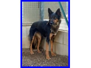 KITANA, SPLENDIDA MIX LUPETTA CERCA CASA