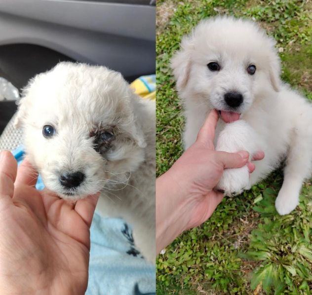Punch: cucciolo ipovedente taglia grande - Foto 3