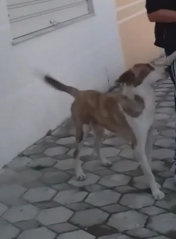 5anni buono ferito ad 1occhio( ora migliorato)URGE AIUTO X CHARLY - Foto 3