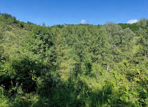 Immobile in asta di 19800 m² in vendita a Lerma - Foto 6
